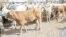Some of the cattle given to villagers by  Mokgweetsi Masisi 