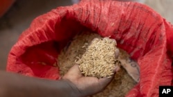 FILE - Mariama Sonko and other members of the We Are the Solution movement conduct a census of different varieties of rice in the village of Casamance, Niagis, Senegal, on March 7, 2024.
