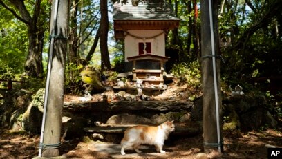 Cat Shrine on Tashirojima