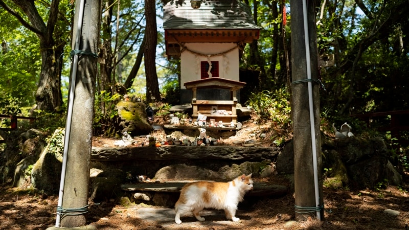 Shrine honors cats at Japanese island where they outnumber humans