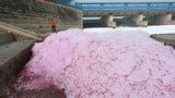 A man looks at the polluted river Yamuna in New Delhi, India.