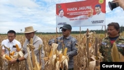 Panen raya komoditas jagung di lahan food estate, di Gunung Mas, Kalteng , Senin (11/3) (humas Kementan)