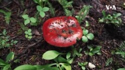 Со печурки до поодржлив свет