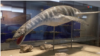 En Fotos | Reptil marino que vivió hace 70 millones de años.