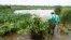 FILE - A municipal worker clears off hyacinth weed at the Grootvaly Blesbokspruit wetland reserve, near Springs, in the east of Johannesburg, in South Africa, Feb. 15, 2023.