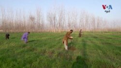 پښتونخوا حکومت د کروندګرو د اقتصاد ښه کولو لپاره د ويړيا مېوو دانو بوټي کرل پيل کړي