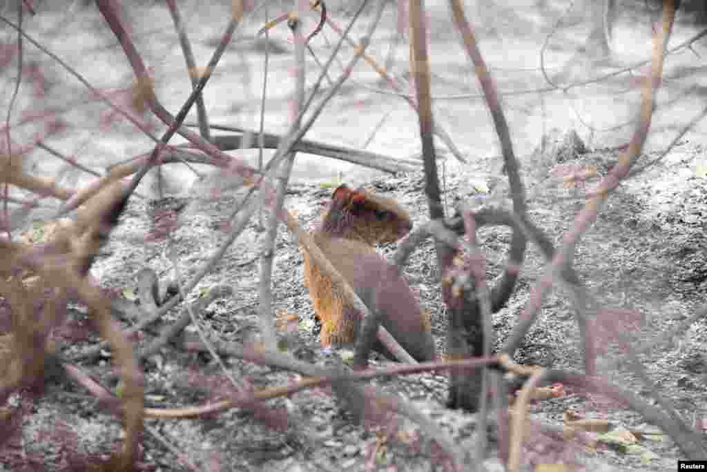 Los fuegos se originaron por la técnica agrícola de tala y quema y perjudican a la fauna de la zona. Funcionarios locales también trabajan para rescatar a los animales.