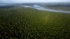 Support Grows for Bioeconomy in Amazon