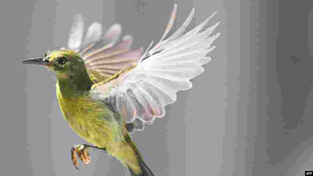 A lesser green leafbird flies over a tree in Karak, in Malaysia&#39;s Pahang state.