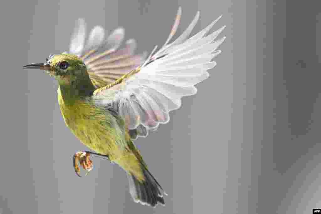 A lesser green leafbird flies over a tree in Karak, in Malaysia&#39;s Pahang state.