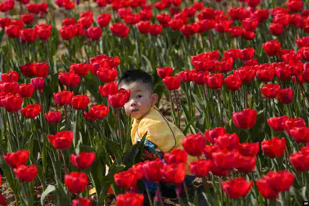 A child picks flowers in a tulip field, in Arese, near Milan, Italy.