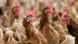 EE.UU: Ante gripe aviar y con 100 millones de aves muertas, la industria podría servir de ejemplo a granjeros