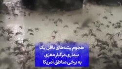 هجوم پشه‌های ناقل یک بیماری مرگبار مغزی به برخی مناطق آمریکا