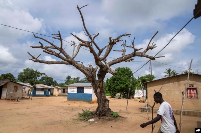 A man walks past a barren tree in his village of Kinkazi, which has been affected by oil drilling, outside Moanda, Democratic Republic of the Congo, Sunday, Dec. 24, 2023. The country is looking to expand the oil drilling. (AP Photo/Mosa'ab Elshamy)