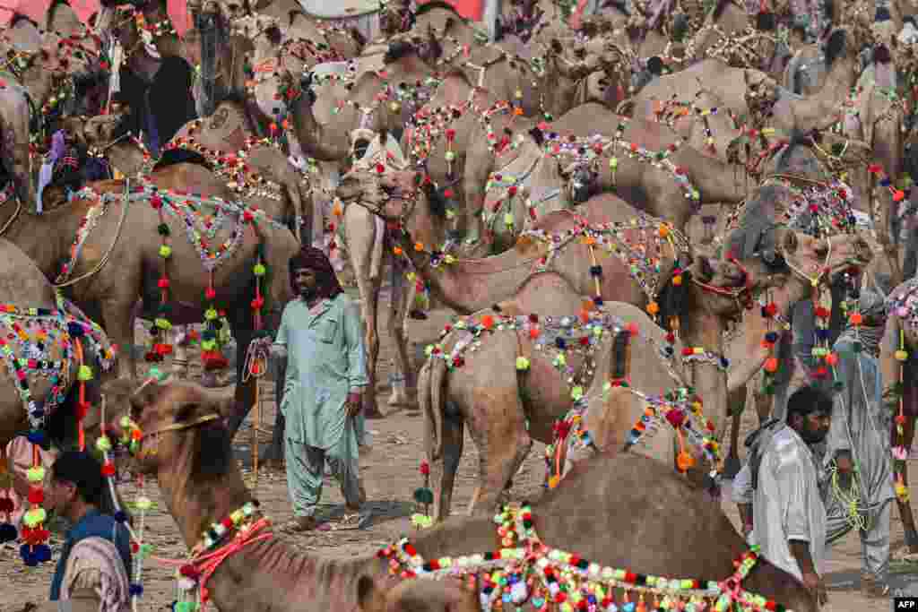 Livestock vendors and customers walk through sacrificial camels at a cattle market ahead of the Muslim festival of Eid al-Adha in Lahore, Pakistan.