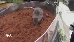 لە ساڵی 2023 هەندێک لە بوونەوەرەکان جێپەنجەیان لەسەر ئاستی جیهان تۆمارکرد