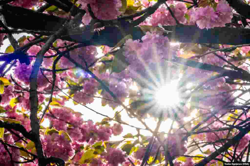 Cherry Blossom in Skopje