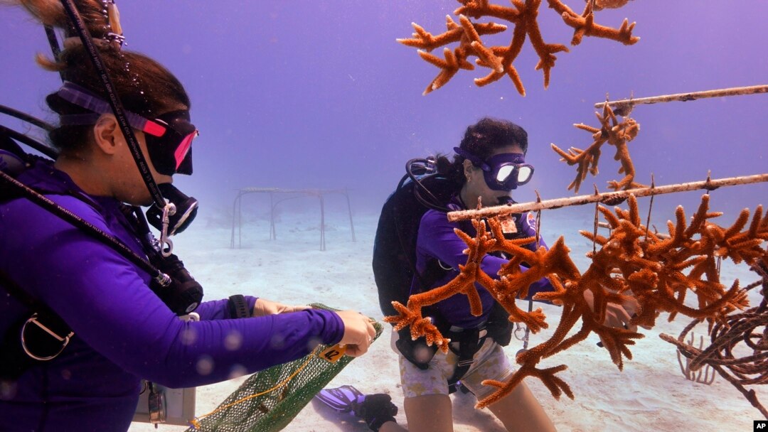 We're saving the last of the last': what Florida's endangered