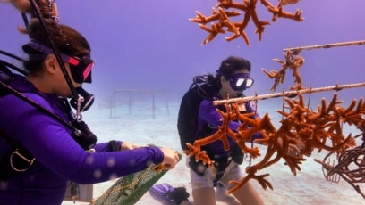 Scientists Work to Save Florida Reefs