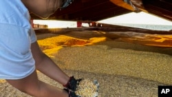 In this photo released by the UN, an official inspects the cargo ship TQ Samsun, which traveled from Odessa, Ukraine, loaded with grain, while anchored in the Black Sea near the entrance of the Bosphorus Strait in Istanbul, Turkey, July 17, 2023.