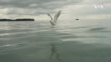 Nature | Kachemak Bay
