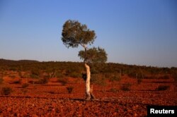 FILE - A tree known as a Ghost Gum can be seen on the outskirts of the outback town of Stonehenge, in Queensland, Australia, Aug. 2, 2017.