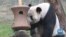 Panda diplomatiyasi: AQShda 23 yil yashagan pandalar Xitoyga qaytmoqda