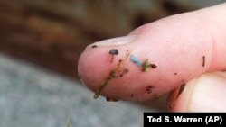 FILE - A blue piece of microplastic sits on the finger of a researcher with the University of Washington-Tacoma environmental science program, after it was found in debris collected from the Thea Foss Waterway, in Tacoma, Wash., on May 19, 2010. (AP Photo/Ted S. Warren, File)