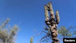View of a Saguaro, a resilient desert cacti affected by Arizona's extreme heat and prolonged drought, in Phoenix, Arizona, July 25, 2023.