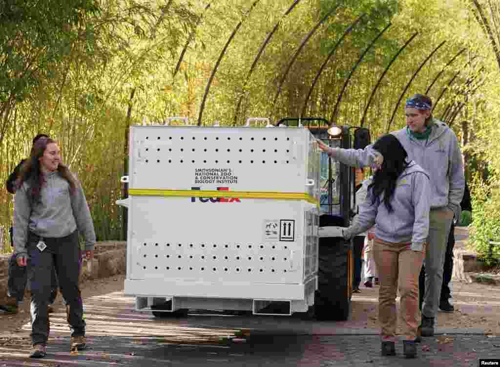 A member of the panda care team rests his hand on the crate containing the youngest panda, Xiao Qi Ji, as panda keepers escort the pandas to a waiting truck to depart Smithsonian’s National Zoo on their journey to China, in Washington.