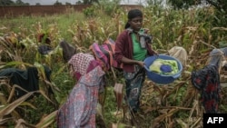 Wanawake wakiwa katika shamba la mahindi katika huko Mzuzu, Kaskazini mwa malawi Aprili 19, 2016. Picha na Amos Gumulira / AFP.