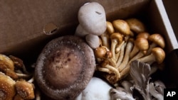 This undated image provided by North Spore shows a variety of cultivated mushrooms in a cardboard box in Portland, Maine. (North Spore via AP)