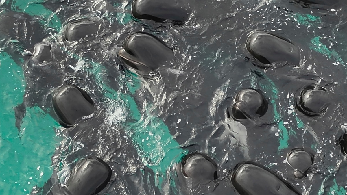 More than 50 pilot whales die after mass stranding in Australia, Wildlife  News