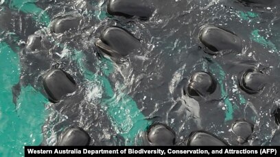 Apocalyptic image': More than 330 whales found dead in largest known whale  stranding event