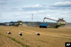 FILE - Storks walk in front of harvesters in a wheat field in the village of Zghurivka, Ukraine, on Aug. 9, 2022. (AP Photo/Efrem Lukatsky, File)
