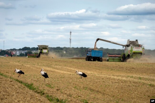 FILE - Storks walk in front of harvesters in a wheat field in the village of Zghurivka, Ukraine, on Aug. 9, 2022. (AP Photo/Efrem Lukatsky, File)