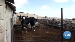 Aumentam os ataques de colonos judeus contra palestinianos