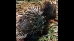 英国动物园展出新生豪猪
