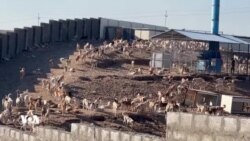 شەڵتەری سەگە بێلانەکانی هەولێر