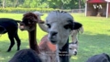 Alpaca Farmer
