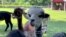Alpaca Farmer