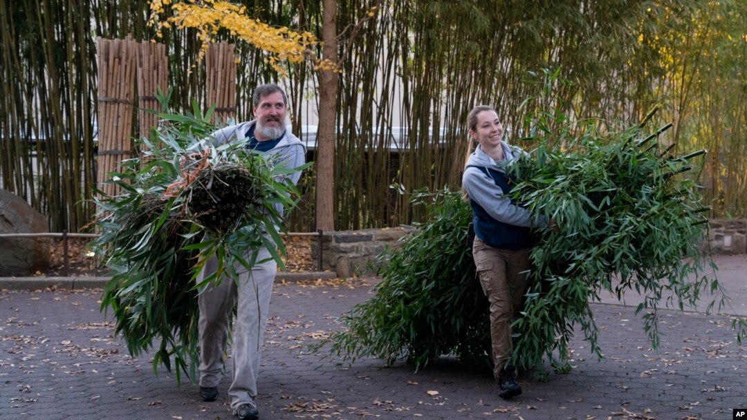 Smithsonian National Zoo and Conservation Biology Institute staff members carry bamboo to be transported with giant pandas Mei Xiang, Tian Tian and Xiao Qi on their journey aboard the Panda Express to China, Nov. 8, 2023.