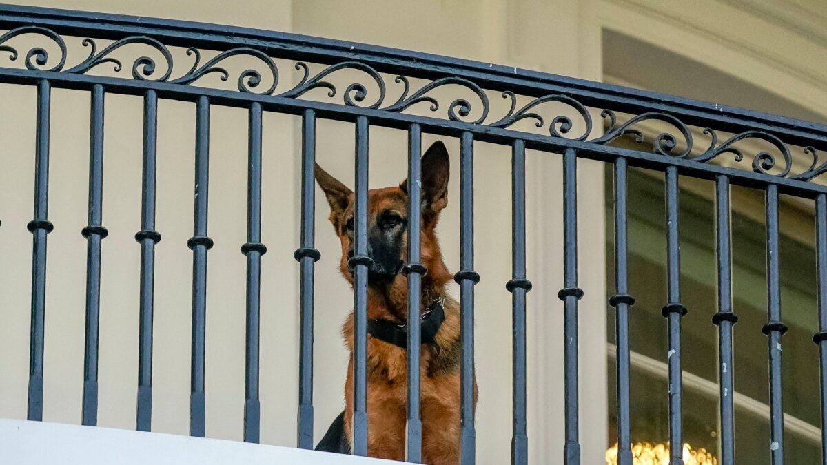 Biden’s Dog Removed From White House After Biting Incidents Biden’s Dog Removed From White House After Biting Incidents