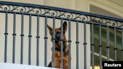 U.S. President Joe Biden’s dog Commander is seen on the balcony of the White House in Washington, Sept. 30, 2023. 