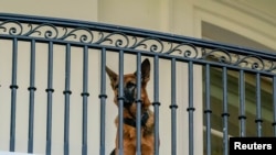 Commander, anjing milik Presiden AS Joe Biden di Gedung Putih, Washington, D.C., 30 September 2023. (REUTERS/Ken Cedeno)