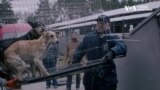«Голокост» тварин: через повномасштабне вторгнення Росії в Україні загинуло більше 10 млн тварин. Відео