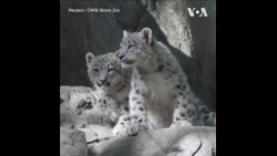 两只雪豹幼崽在布朗克斯动物园展出