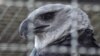 Un ejemplar de águila arpía en el Bioparque La Reserva, en Cota, Cundinamarca, Colombia. FOTO: Johan Reyes, VOA. 