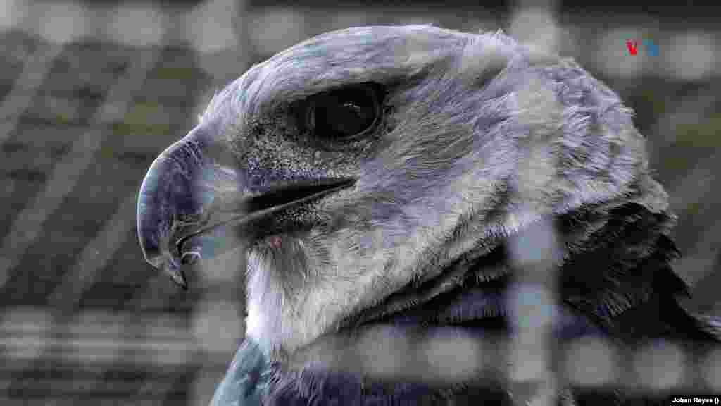 Un ejemplar de águila arpía en el Bioparque La Reserva, en Cota, Cundinamarca, Colombia. FOTO: Johan Reyes, VOA. 