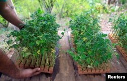 Un hombre trabaja en un cultivo ilegal de marihuana en las montañas del Cauca, Colombia, 15 de marzo de 2018. Foto tomada el 15 de marzo de 2018. REUTERS/Jaime Saldarriaga